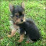 Henry - 13 weeks