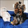 King Lui - 6,5 month
