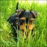 Sue-Mara - 8 weeks