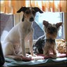 Chanel & Yorkie Emmely - 1 year