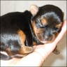 Bella Maja - 8 days