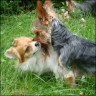 Percy & Emma - 13 month