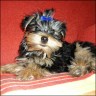  Alfonso 
