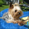 Percy - 4,5 years