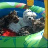 Rubina (1 year), - Titus (10 month) & Timmy (2 years)