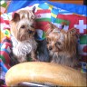 Percy (4,5 years) & Chleo (2 years)