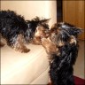 Henry & Tapka