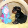 Emmylou - 11 weeks
