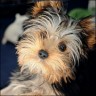   Kika  
