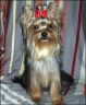 Blue Luna - 9 month