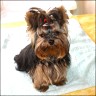 Shirley - 10 month