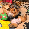 Gini - 11 weeks