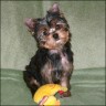 Caprice - 3 month