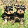 Mona Lisa & Monza - 8 weeks