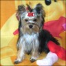 Caprice - 7 month