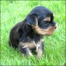   Yorkie-Baby  