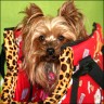 Daisy - 3,5 years