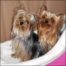 Yosie - 3 years & Caprice - 10 month