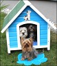 My loveley dogs