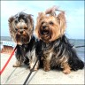 Farina (3 years) & Julia (1 year) 
