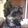 Balu - 13 weeks