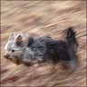 Frieda - 16 month