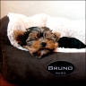 Bruno - 8 weeks