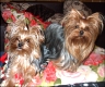 Bella Maja (1,5 years) & Angel Donna (2,5 years)
