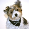 Sushi - 6 month