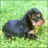 Sunny - 6 weeks