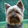 Avanti - 1 year