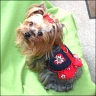 Daisy - 4,5 years