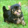   Yorkie Baby