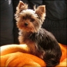   Lilly-Fee  