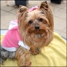Daisy - 5,5 years