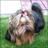 Luna - 4 years