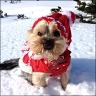 Little Harley