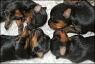 Babies - 2 weeks