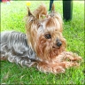 Sunny - 13 years