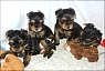 Fiona, Felix, Finley & Filou - 6 weeks