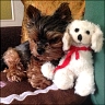 Yorkie - 8 years
