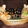 Yorkie Babys