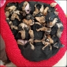 Yorkie-Babies...