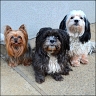 Daisy & Friends