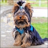 Monty - 7 month