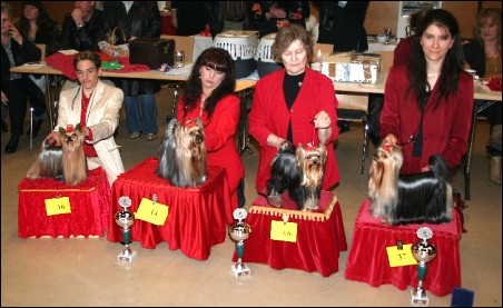 Yorkie-Show at Raunheim 2006