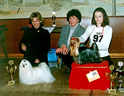 Yorkie and Maltese special breeding-show at Drevenack