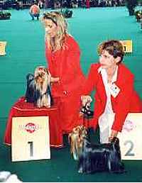 Junior World Champion (Bitch) / Junior Vice World Champion (Bitch)