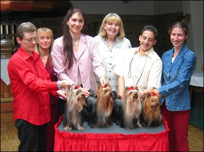 Yorkie-Spezialzuchtschau in Bordesholm