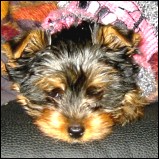 How to get my Yorkie housetrained?